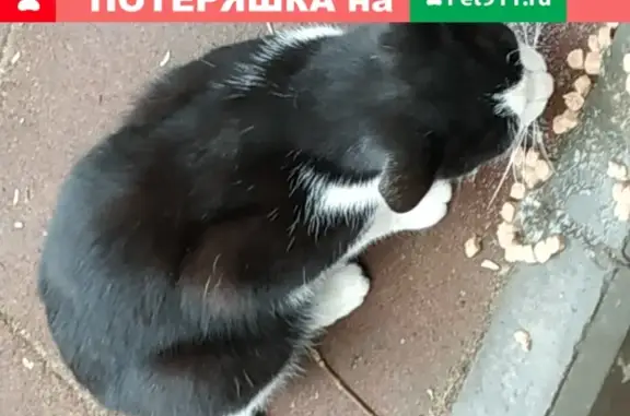 Найдена кошка на ул. Мельничная 69, Саратов.