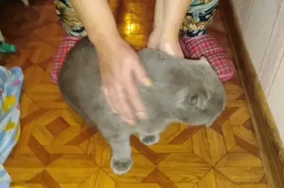 Найдена кошка в Кокошкино, Москва, возможно кот