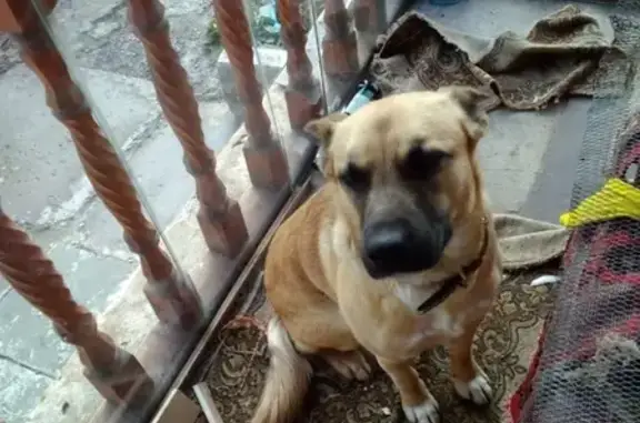Найдена собака ищет хозяев: Россия, Липецкая область, село Сырское