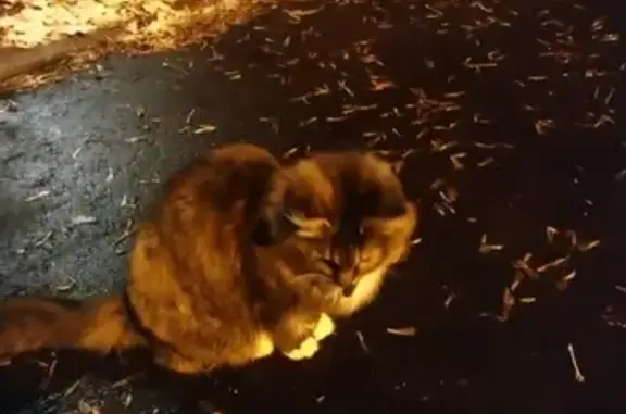 Найдена кошка в Щелково у поликлиники №1 на ул. Фрунзе