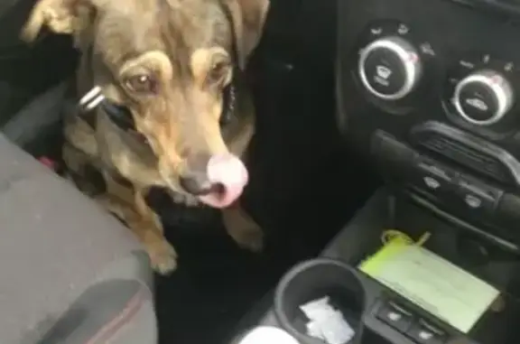 Найдена собака, , фото: Найдена собака Метис у ТЦ на Вербной, д.27