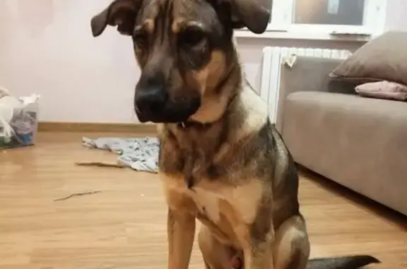 Найдена ласковая собака в Минске
