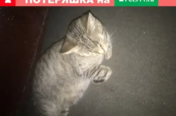 Найдена кошка в Москве на 2-м Грайвороновском проезде