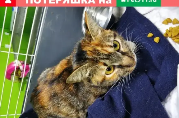Найдена кошка в Москве, нужен дом!