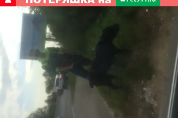 Пропала собака Цунами на Фряновском шоссе в Щёлково