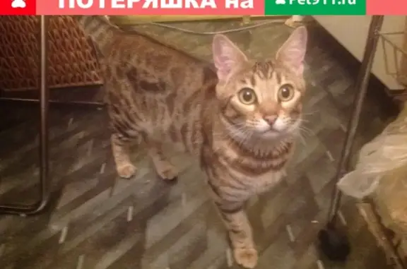 Найдена кошка на ул. Софьи Ковалевской