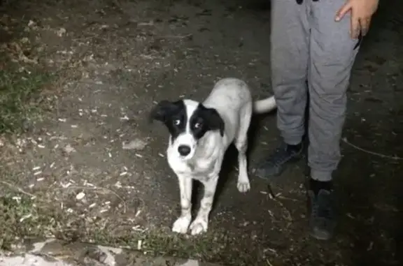Найдена собака в районе М.Жукова, ищем хозяина