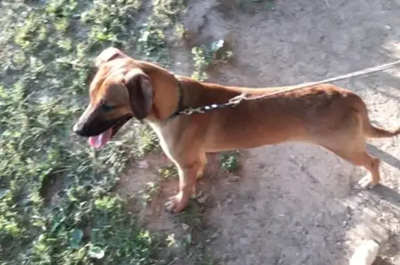 Пропала собака Сима на проезде Одоевского