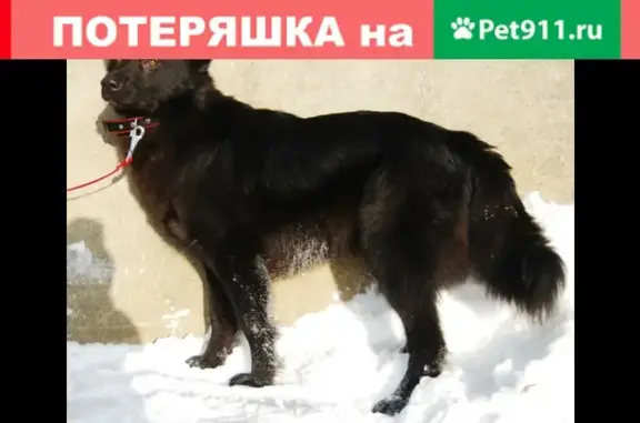 Потерянные животные Москва, фото: Пропала собака в Северном Чертаново, Москва