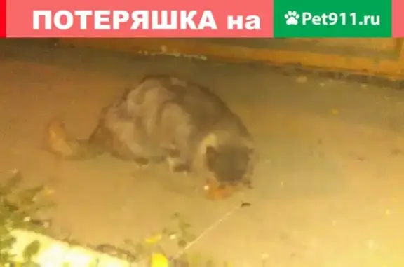 Найден домашний кот у дома №12 на ул. Н. Эркая в Саранске