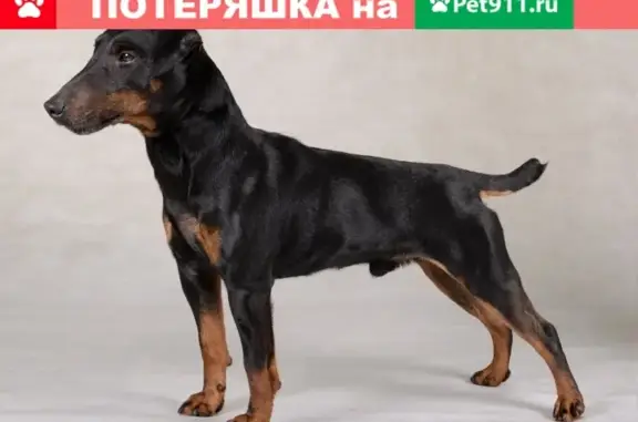 Пропала собака в станице Черноерковская, помогите найти!