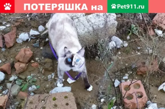 Пропала кошка с особыми отметками в Кудепсте, Краснодарский край