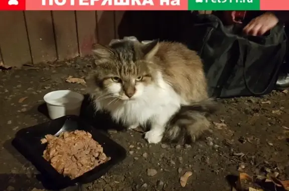 Найдена кошка на Планерной улице в Москве