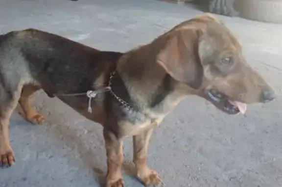 Собаки потеряшки, Липецк, фото: Потеряшка собака по адресу проспект Мира, нужна помощь в поиске!