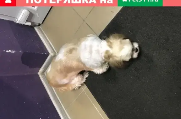 Собака на Челнокова в магазине Бахуса, Калининград
