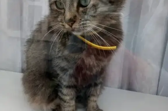 Кошки потеряшки, Ейск, фото: Потеряшка кошка в Ейске с жёлтым ошейником