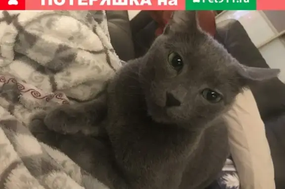 Кошки потеряшки, Санкт-Петербург, фото: Потеряшка кошка Русское голубое в СПб