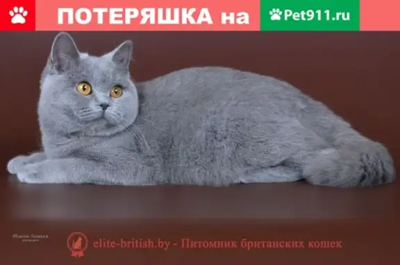 Найден кот в районе Фикс Прайс на пересечении Скворцова-Степанова и Фурманова в Твери