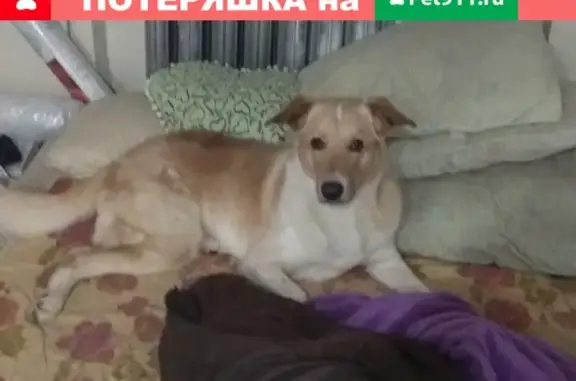 Пропала собака Миша в Апатитах на Жемчужной улице
