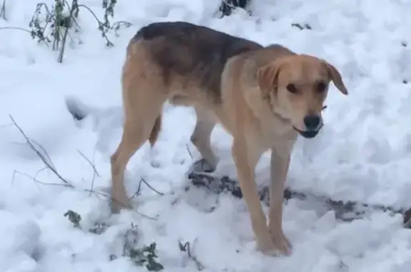 Собака найдена в Минеево, Иваново