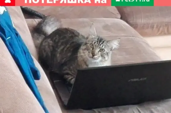 Пропала кошка Симба в Приморско-Ахтарске
