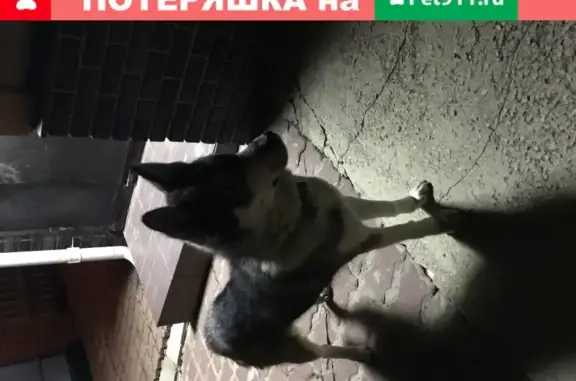 Собака Лайка найдена в деревне Лихун, Калужская область