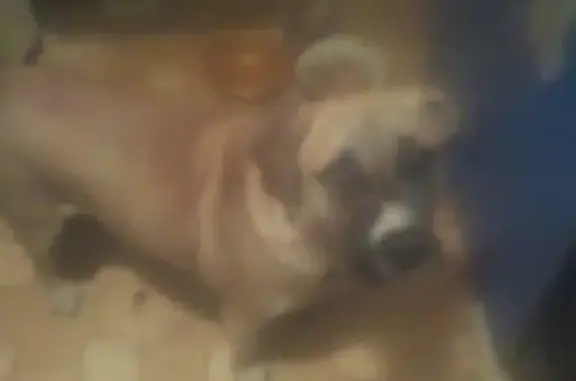 Собака-лабрадор найдена на улице Благодарова в Саратове.