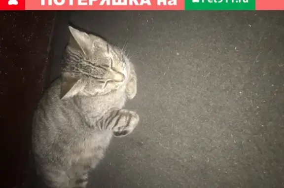 Найдена кошка в Грайвороново, Москва