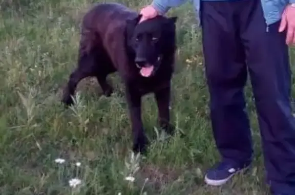 Собаки потеряшки, Свободы, фото: Потеряшка собака Абат в Ессентуках