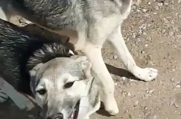 Собаки потеряшки, Малоярославец, фото: Потеряшкаи две серые собаки в Малоярославце