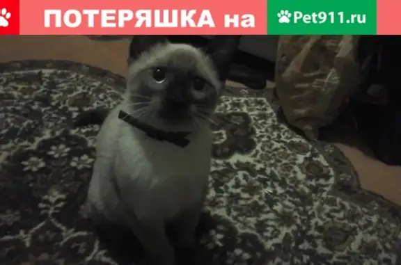 Пропал сиамский кот на ул. Лунная 27, Саратов