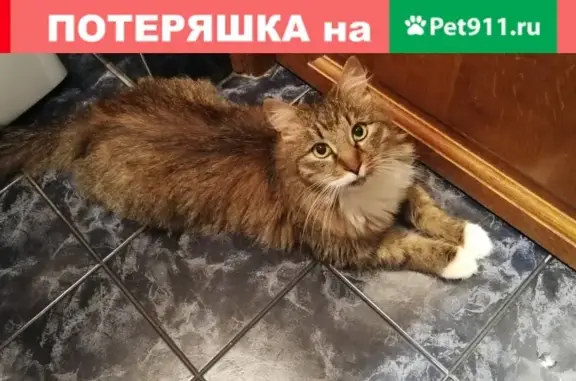 Найдена кошка на Университетском пр.