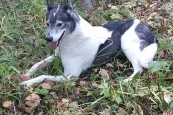 Пропала собака на улице Кирова, Вихоревка, Братский район