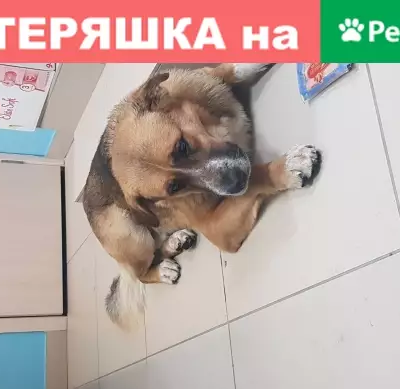 Найдена собака в Академическом, Екатеринбург.