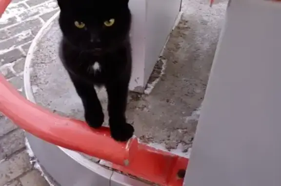 Потерянный молодой кот на заправке в Кирове