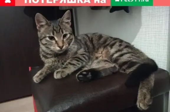 Кошка с буквой М на морде: ул. Калинина, Железнодорожный