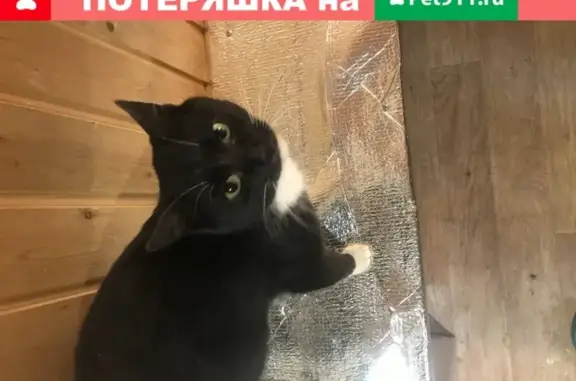 Найден домашний кот в Развилке, Московская обл.