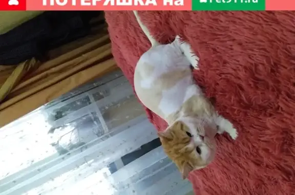 Пропала кошка в Нижнем Тагиле