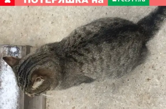 Найдена кошка в Тучково, Московская область
