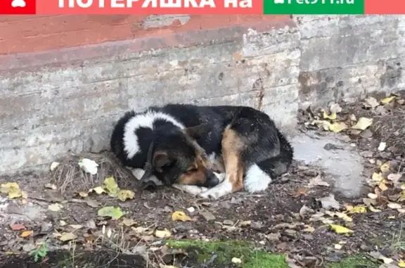 Найдена собака на ул. Комсомола, 2