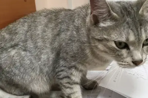 Найдена кошка на ул. Мира, 14 в Мытищах