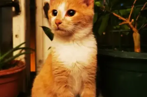 Кошки потеряшки, Москва, фото: Потеряшка кот на ул. Народного Ополчения, Хорошево-Мневники, Москва