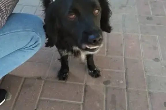Пропала чёрная собака на улице Революционной 6.