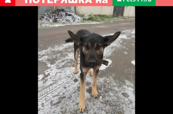 Найдена собака в Пензе, Ивановский тупик