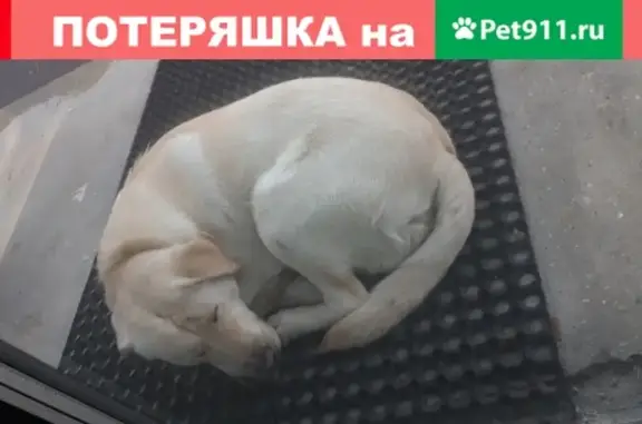 Собака лабродор найдена в Мытищах, ул. Природы, 1А.