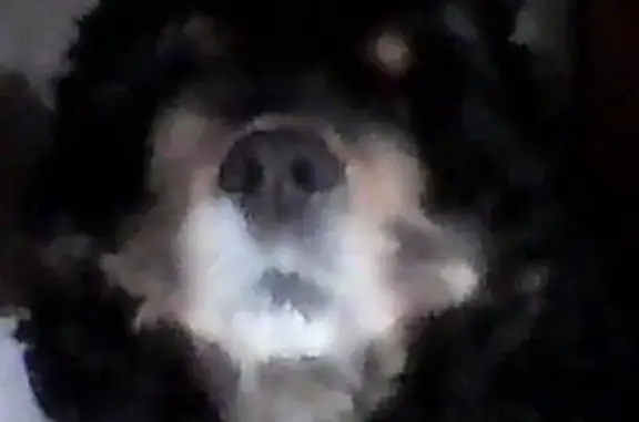 Найденные животные Москва, фото: Найдена собака коккер спаниель в Теплом стане, Москва