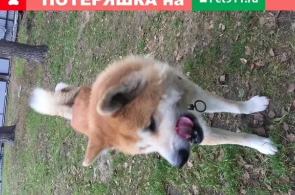 Пропала собака породы акита-ину в Быково