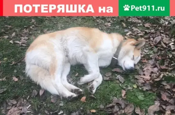 Найдена собака без ошейника в Жаворонках, СНТ Строитель
