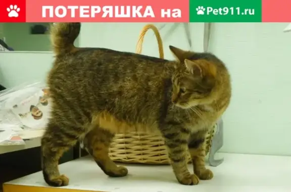 Кастрированный кот без хвоста найден в Москве.