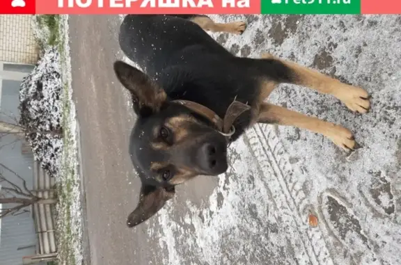 Найдена собака на Ивановском тупике, Пенза